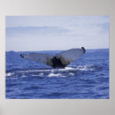 Recherche de queue de baleine posters Baleine à bosse
