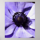 Recherche de anémone posters Nature