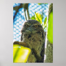 Search for brown owl posters Green