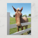 Search for mules postcards Equine