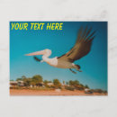 Recherche de oiseau australien cartes postales Photographie