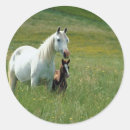 Search for foals stickers Equine