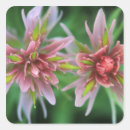 Search for indian paintbrush stickers Alberta