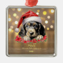 Recherche de cocker anglais ornements Chien