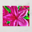 Recherche de azalée cartes postales Floral
