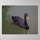 Search for black swan posters Animals