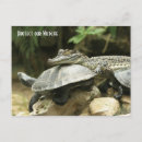 Recherche de coquille de tortue cartes postales Reptile