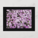 Search for phlox Garden