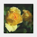 Search for yellow rose magnets Flower