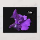 Search for iris flower postcards Floral photography