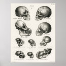 Recherche de crânes posters Noir et blanc