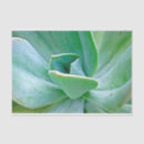 Search for southwest tissue paper Succulent
