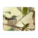 Recherche de colibri magnets Branche
