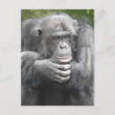 Search for contemplation postcards Wildlife