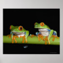 Search for tree frogs posters Wildlife