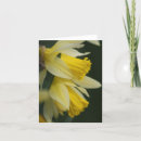 Search for daffodils cards Beautiful