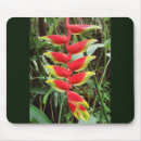 Recherche de heliconia Tropical