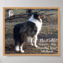 Search for collie posters Herding