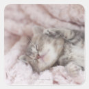 Search for sleeping cat stickers Tabby
