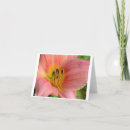 Search for daylilies cards Daylily