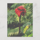Search for torched Torch lily