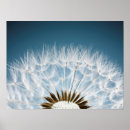 Recherche de dandelion posters Mauvaise herbe