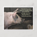 Search for swine postcards Hog