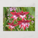 Search for gladiola postcards Flower