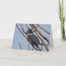 Search for kingfisher cards Nature