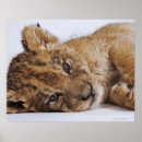 Recherche de regard de lion posters Horizontal