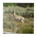 Search for antelope tiles Animal