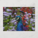 Recherche de beau paon cartes postales Plumes