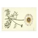 Search for chrysanthemum art Victorian