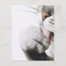 Recherche de pince cartes postales Animal