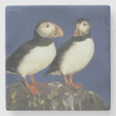 Search for beak coasters Wild