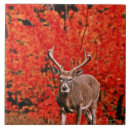 Recherche de cerfs communs carreaux Faune