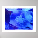 Search for jellyfish posters Animals
