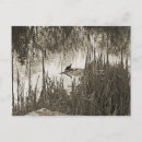 Search for species postcards Nature