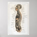 Recherche de organe anatomie posters Médecine