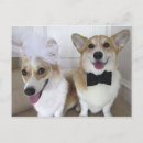 Search for welsh postcards Corgis