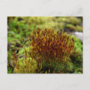 Search for moss postcards Plants