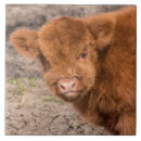 Search for highland cow tiles Scotland