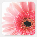Search for daisy petals stickers Nature