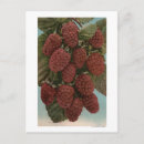 Recherche de chromo cartes postales Californie