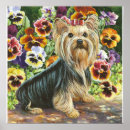 Search for yorkshire terrier posters Breed