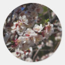 Recherche de fleurs de cerisier autocollants Fleur sauvage