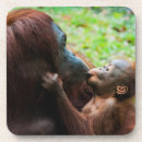 Search for ap barware Jungle