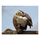 Recherche de aigle chauve art Prédateur