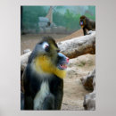 Search for mandrill posters Wildlife