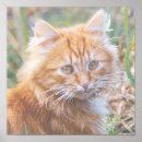 Search for funky cat art Kitten